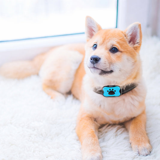 Dog Collar Anti-Bark Training Behavior Adjustable