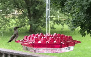 Hummingbird Feeder Ant Moat Outdoor Hanging Use - Image 1