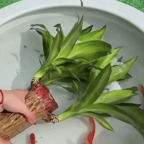 Lucky Brazilian Wood Plant Pot Decorative Greenery - Image 5